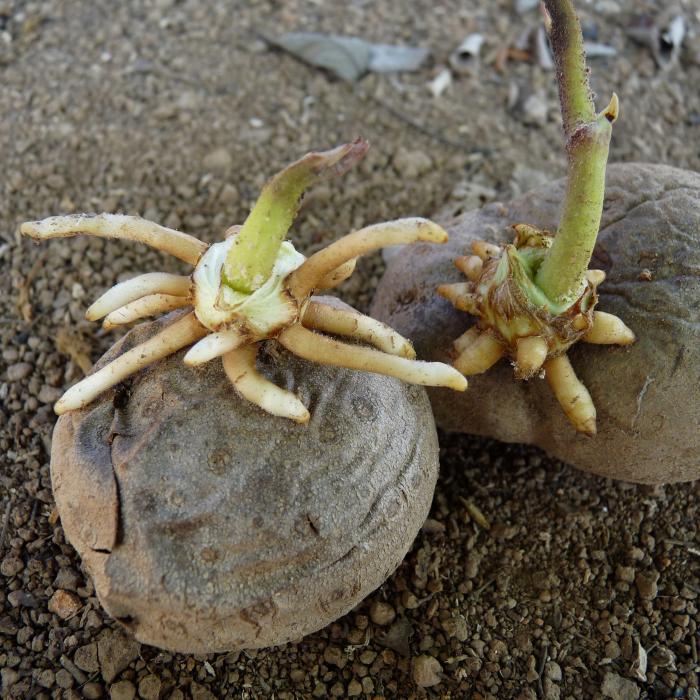 Air Potato / Aerial Ya...